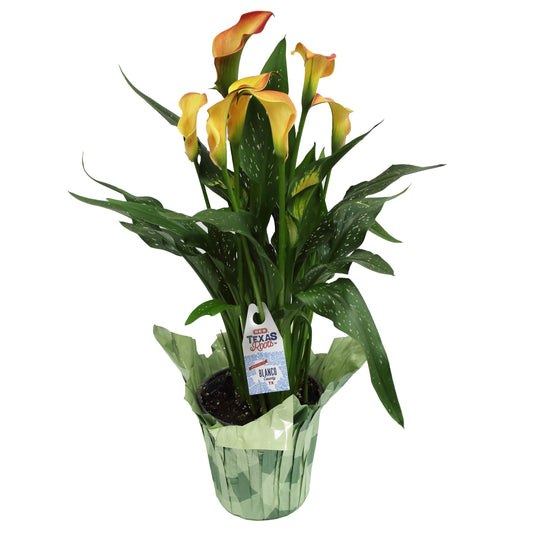 H-E-B Texas Roots 6" Calla Lily