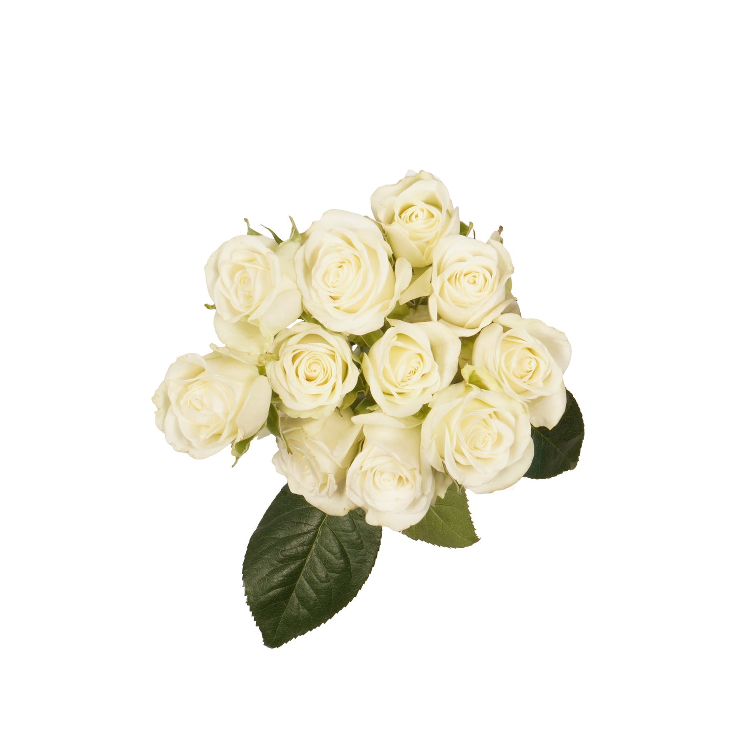 BLOOMS by H-E-B 3 Stems Spray Roses - Assorted Colors
