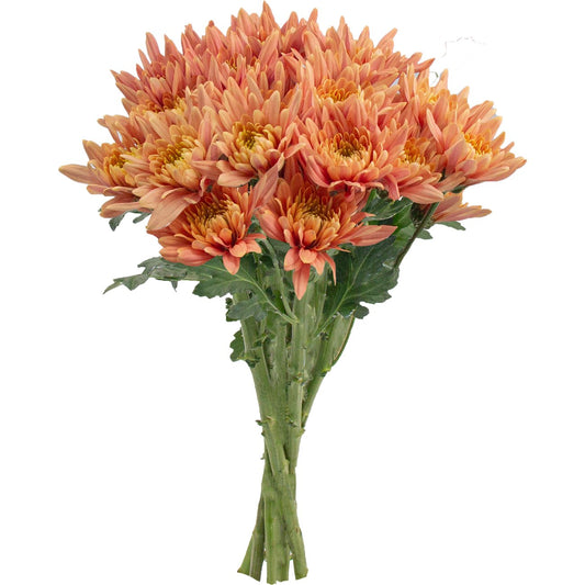 BLOOMS by H-E-B 4 Stem Assorted Poms