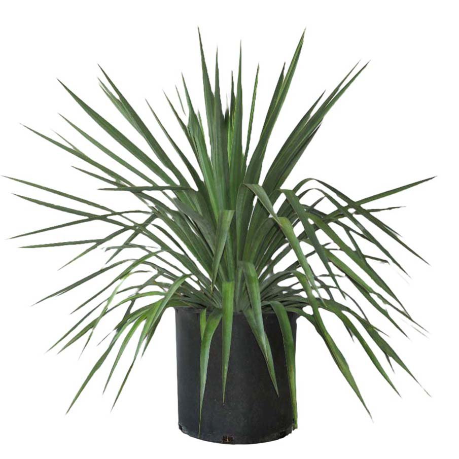 Greenleaf Nursery Pendula Yucca