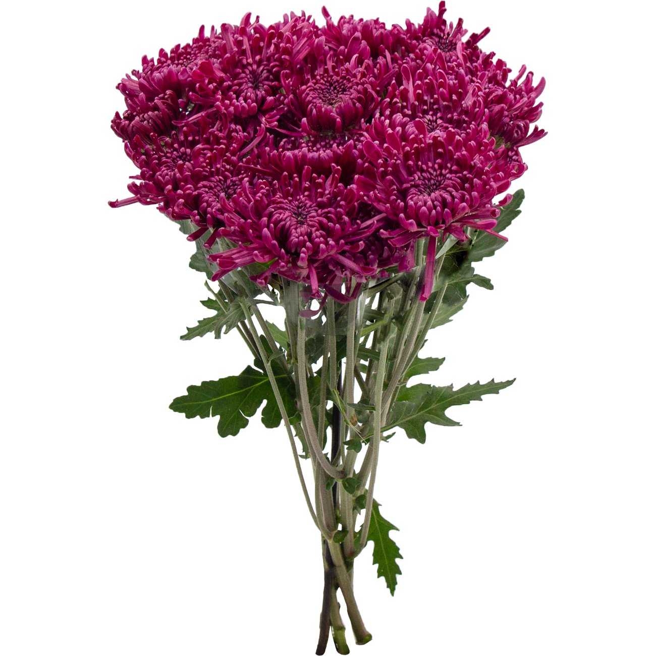 BLOOMS by H-E-B Assorted Red or Blue Poms