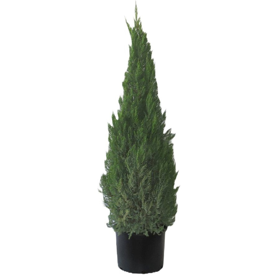 Greenleaf Nursery Blue Point Juniper