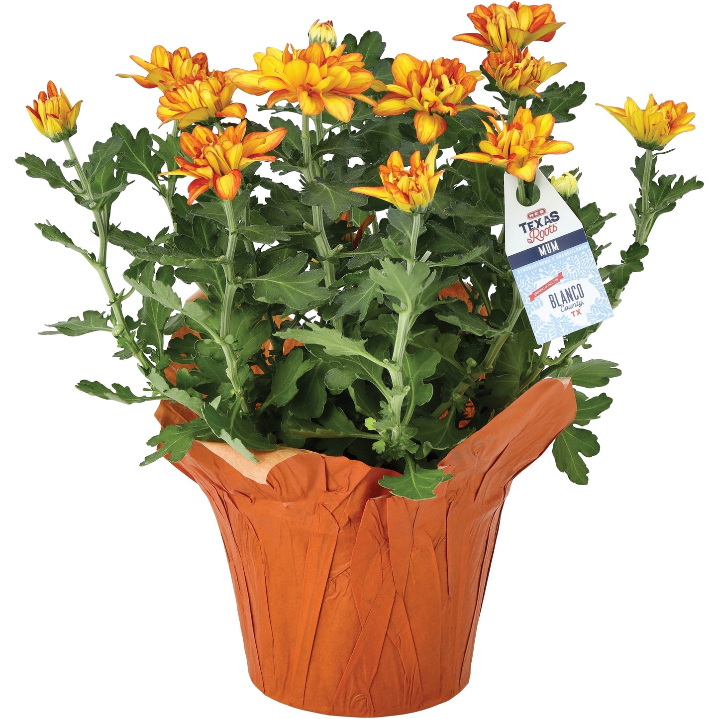 BLOOMS by H-E-B Texas Roots Potted Pelee Mum