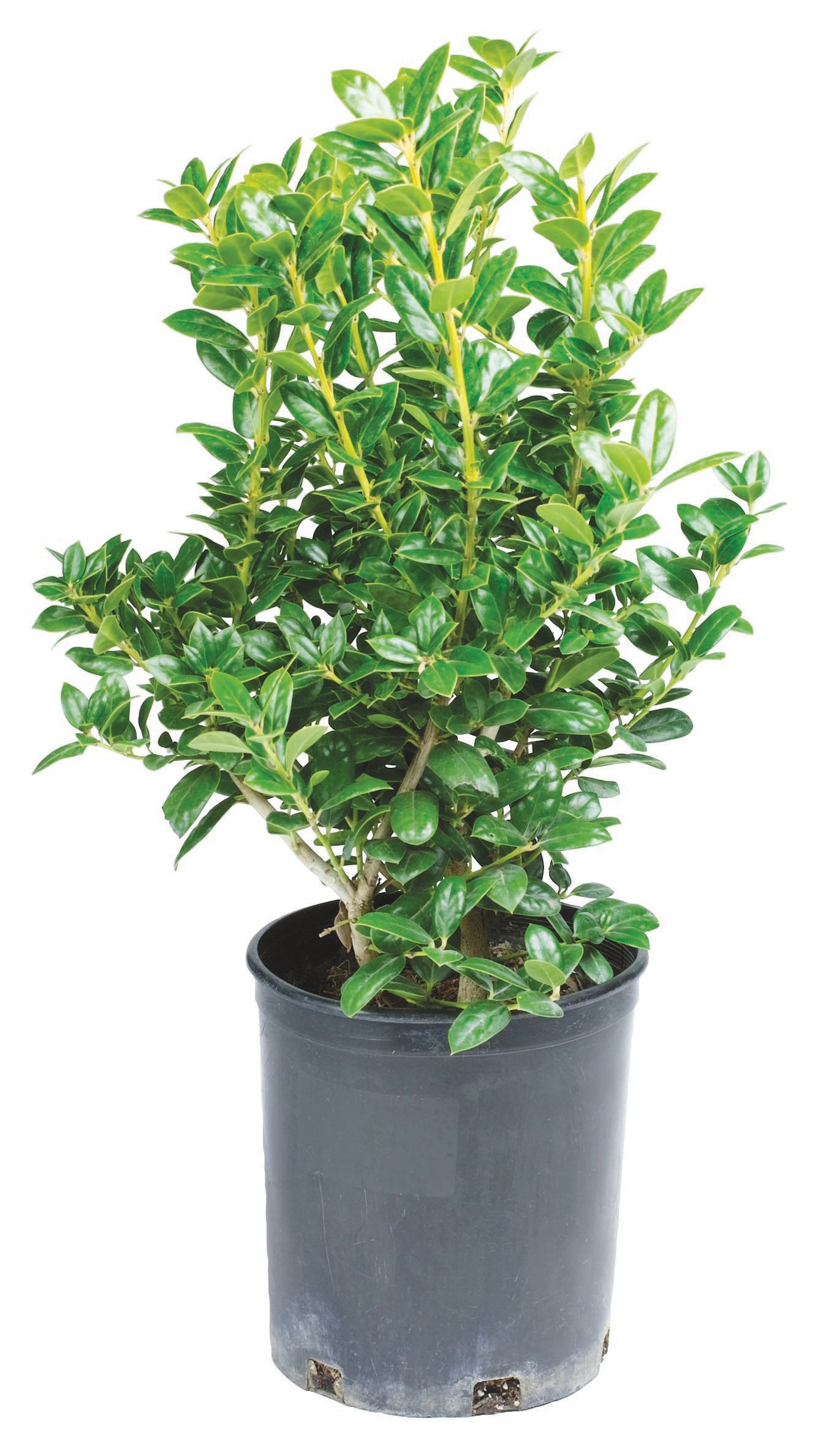 H-E-B Ilex Dwarf Buford Holly