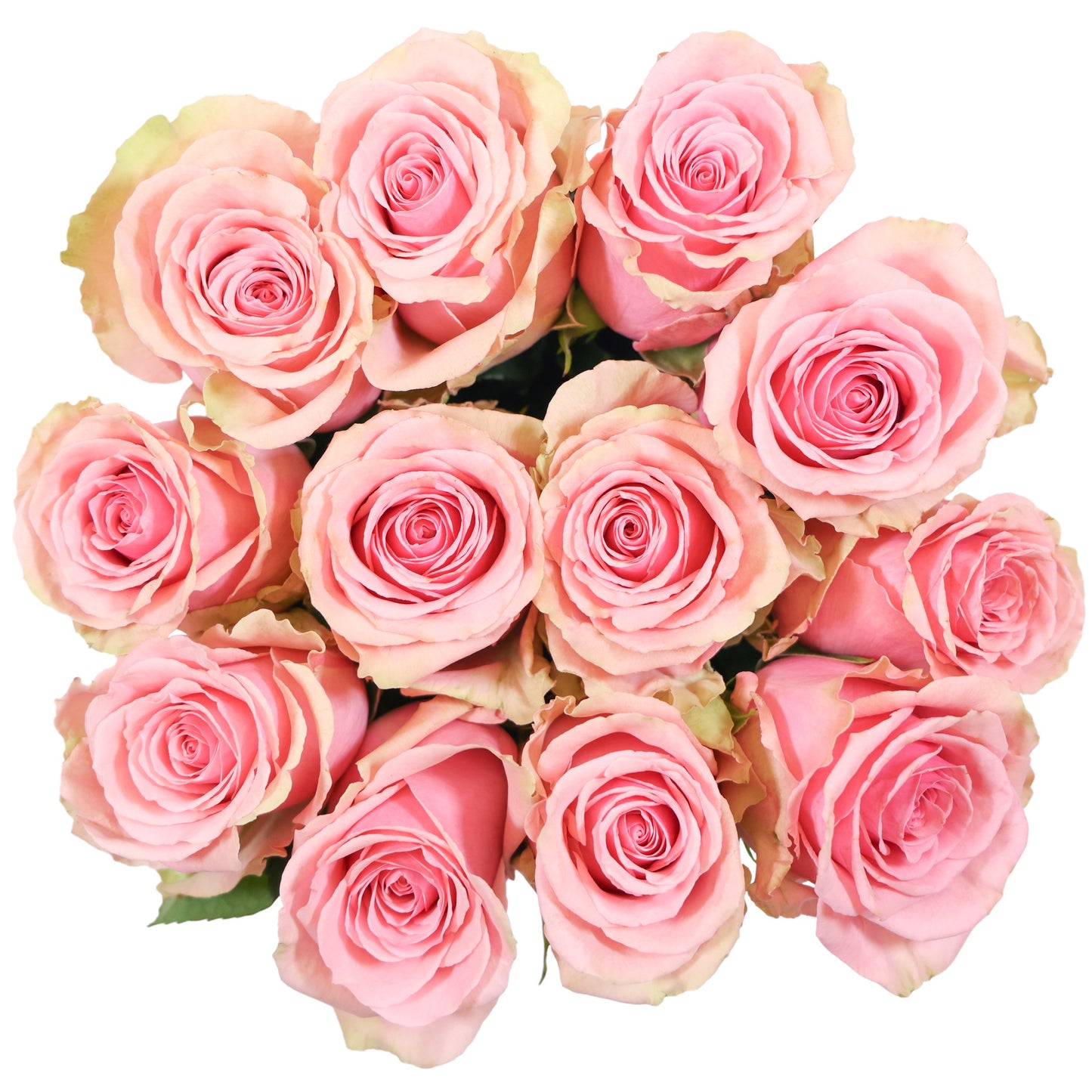 BLOOMS by H-E-B Dozen Pink Roses