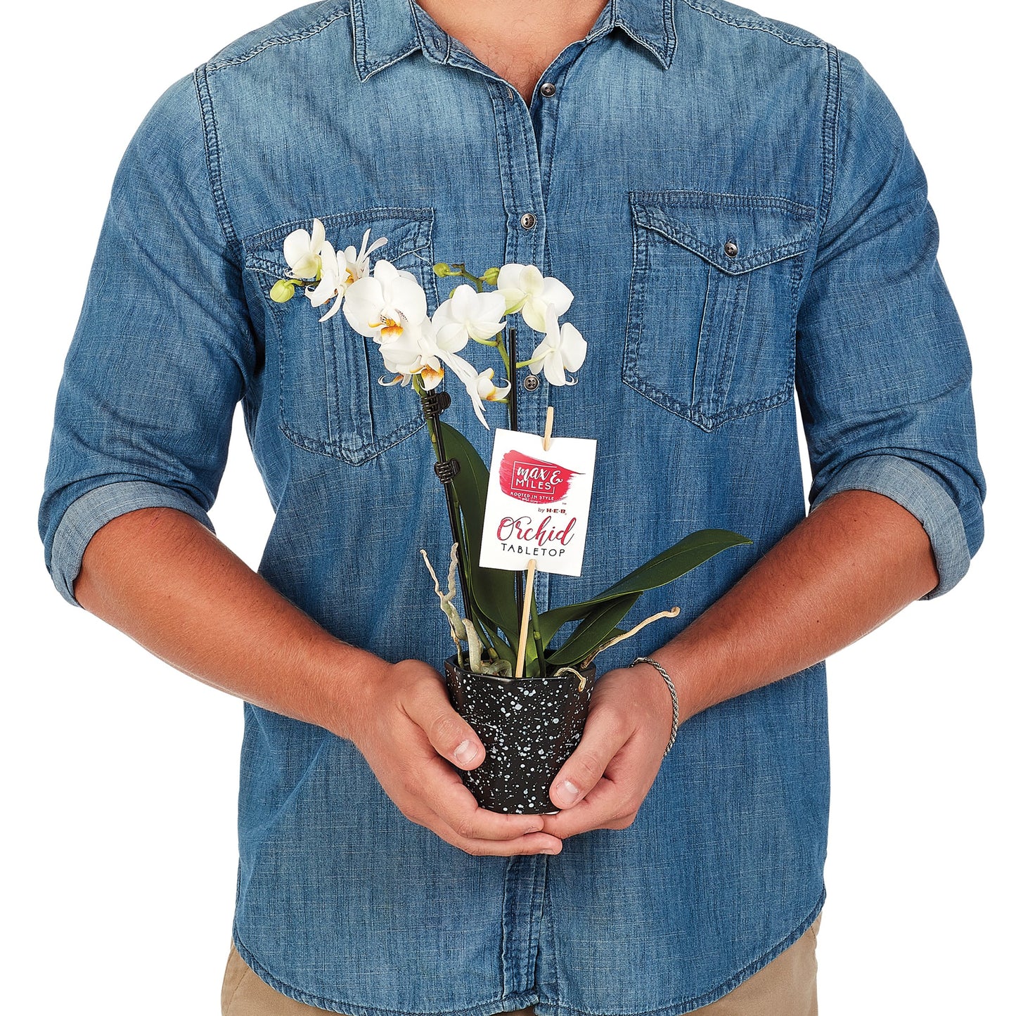 Max & Miles Tabletop Orchid
