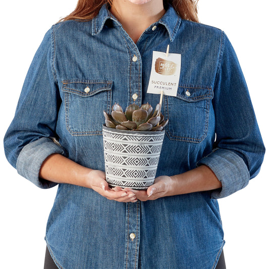 Max & Miles Potted Premium Succulent