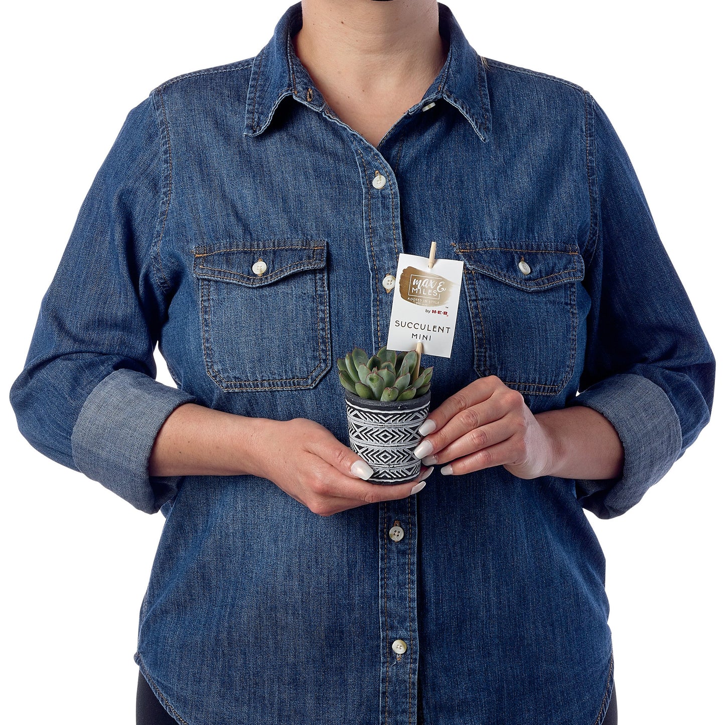 Max & Miles Mini Succulent