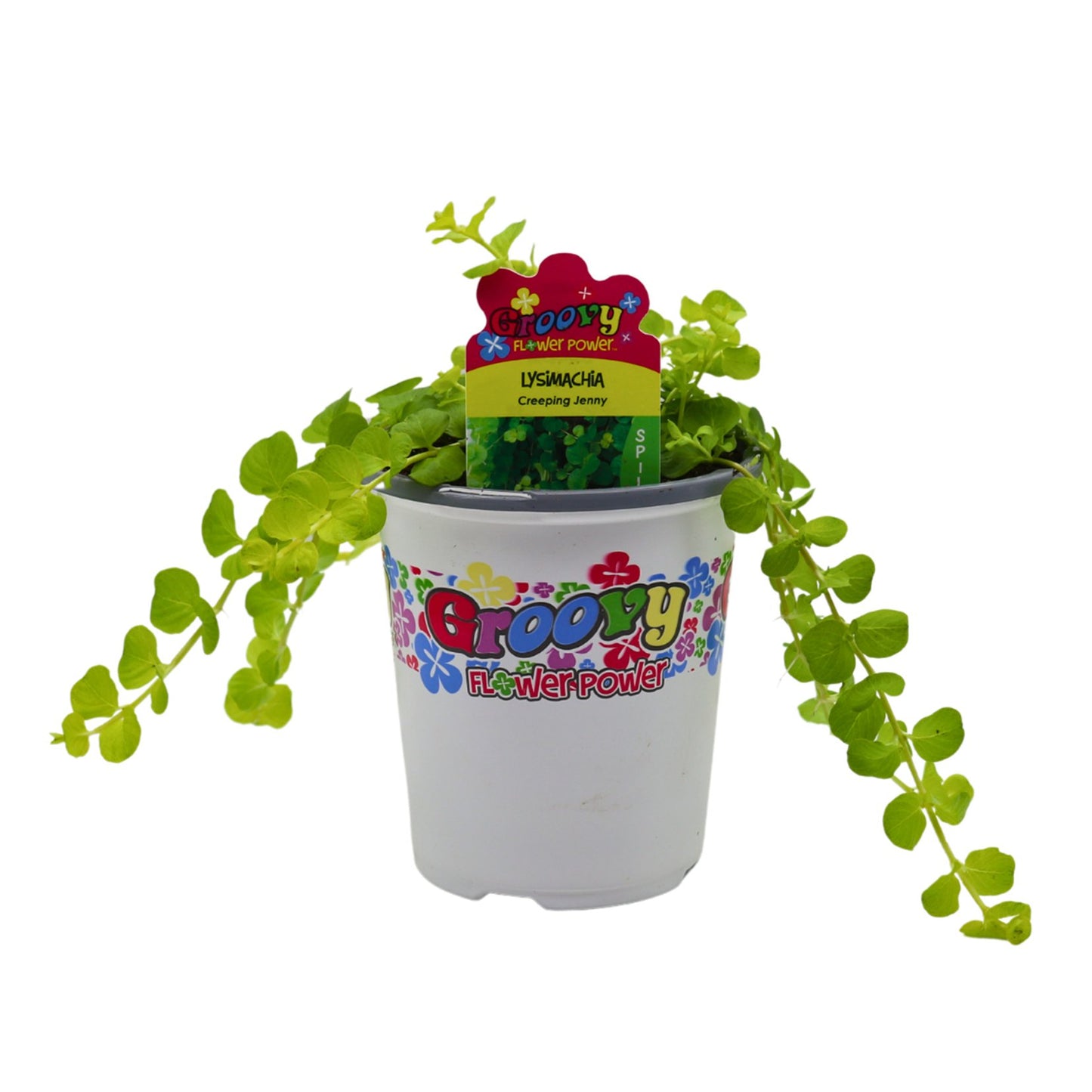 Groovy Flower Power Creeping Jenny