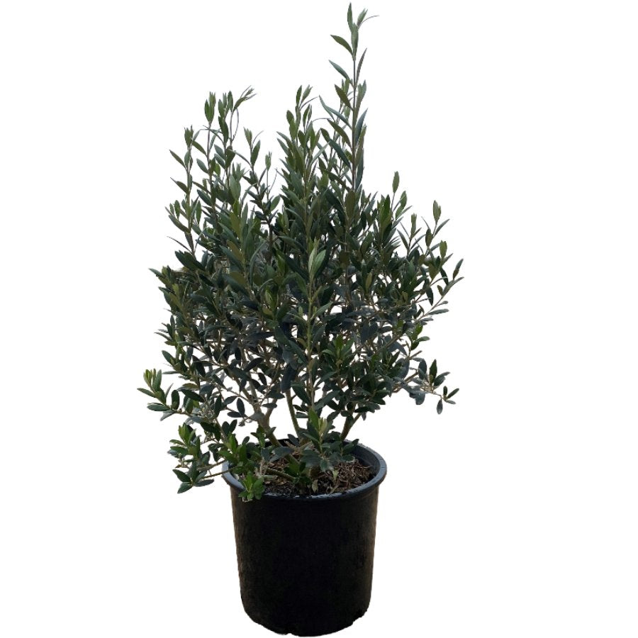 Arbequina Olive Tree