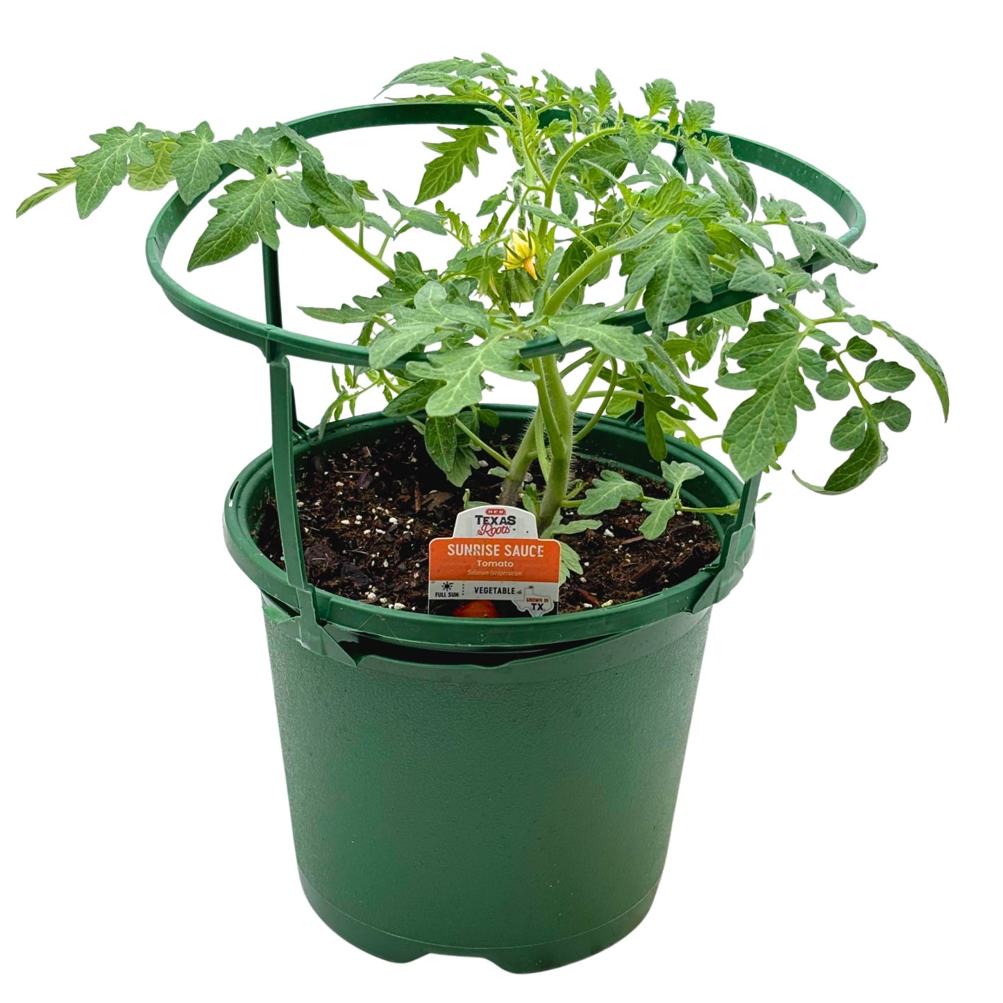 H-E-B Texas Backyard The Veggie Patch Sunrise Sauce Yellow Tomato Plant