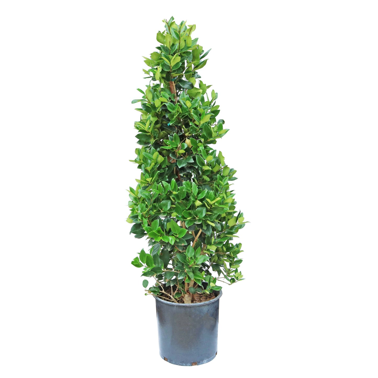 Texas Backyard Waxleaf Ligustrum Pyramid