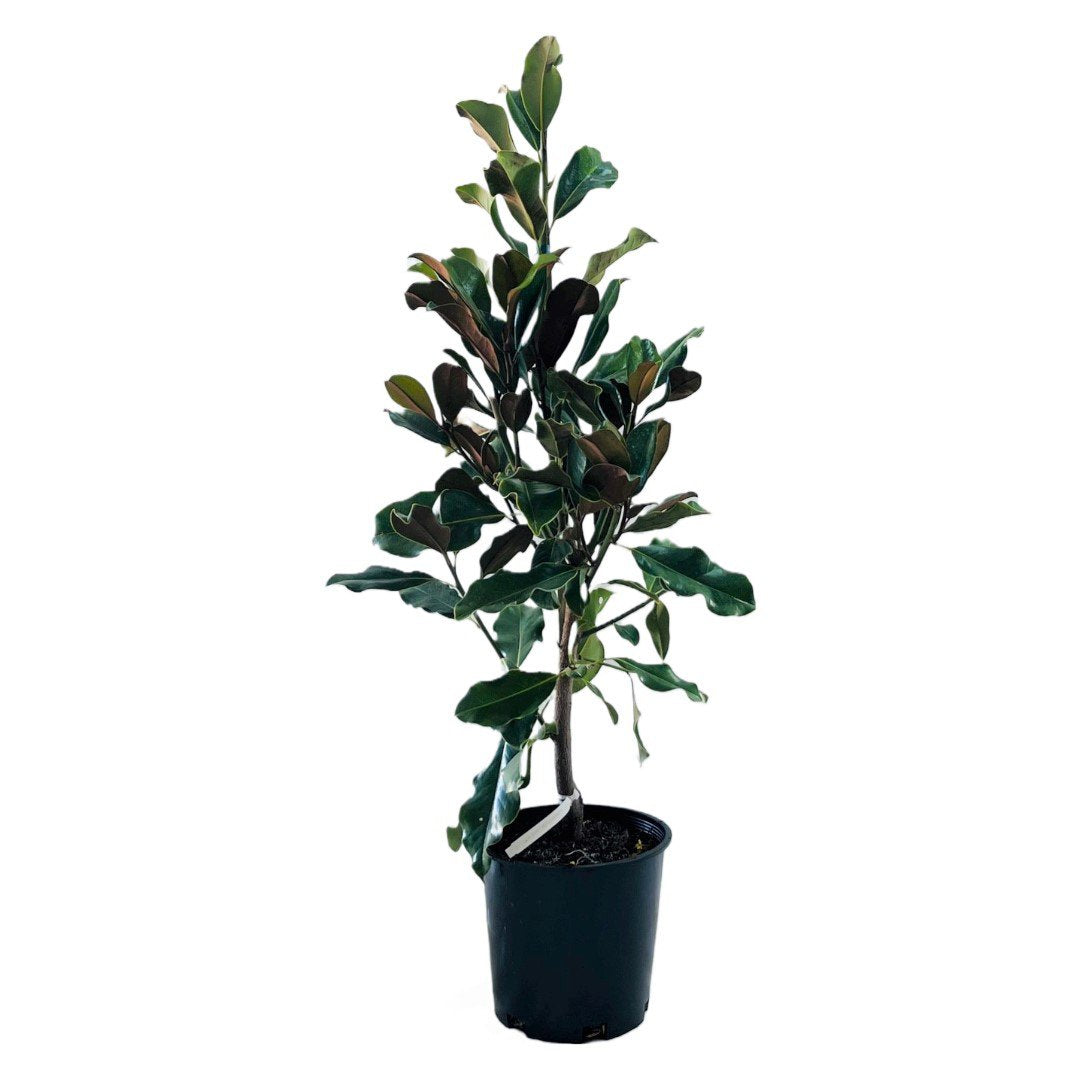 Greenleaf Nursery Bracken's Brown Beauty Potted Magnolia