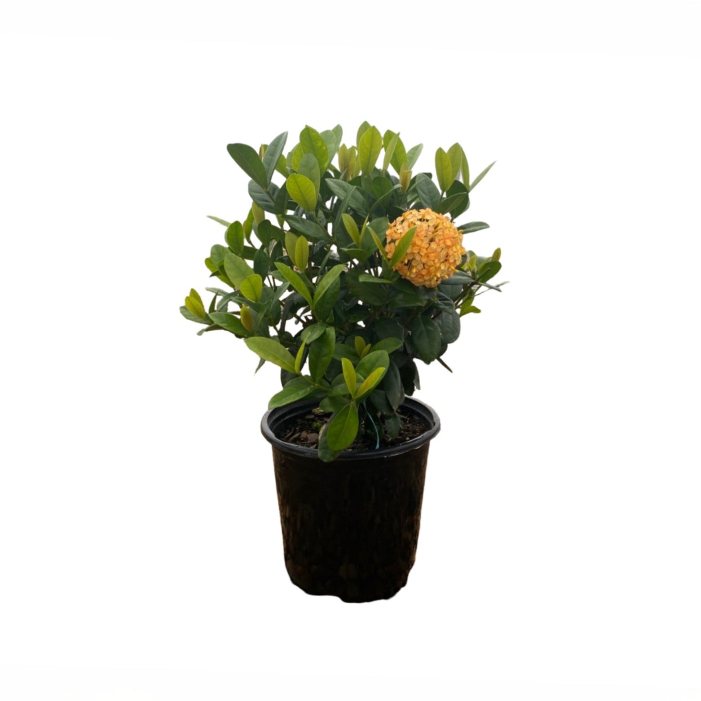 Greenleaf Nursery Sunset Ixora