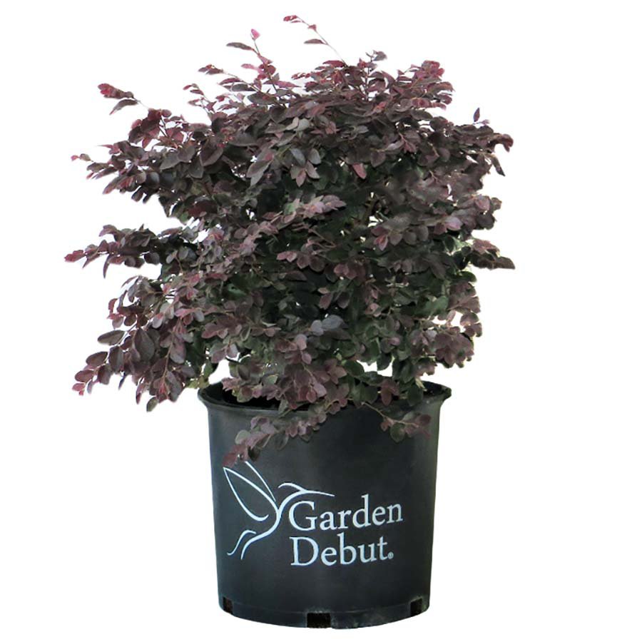 Greenleaf Nursery Cerise Charm Loropetalum
