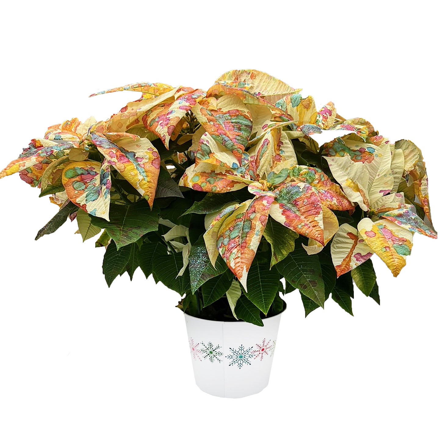 BLOOMS by H-E-B Watercolor Poinsettia
