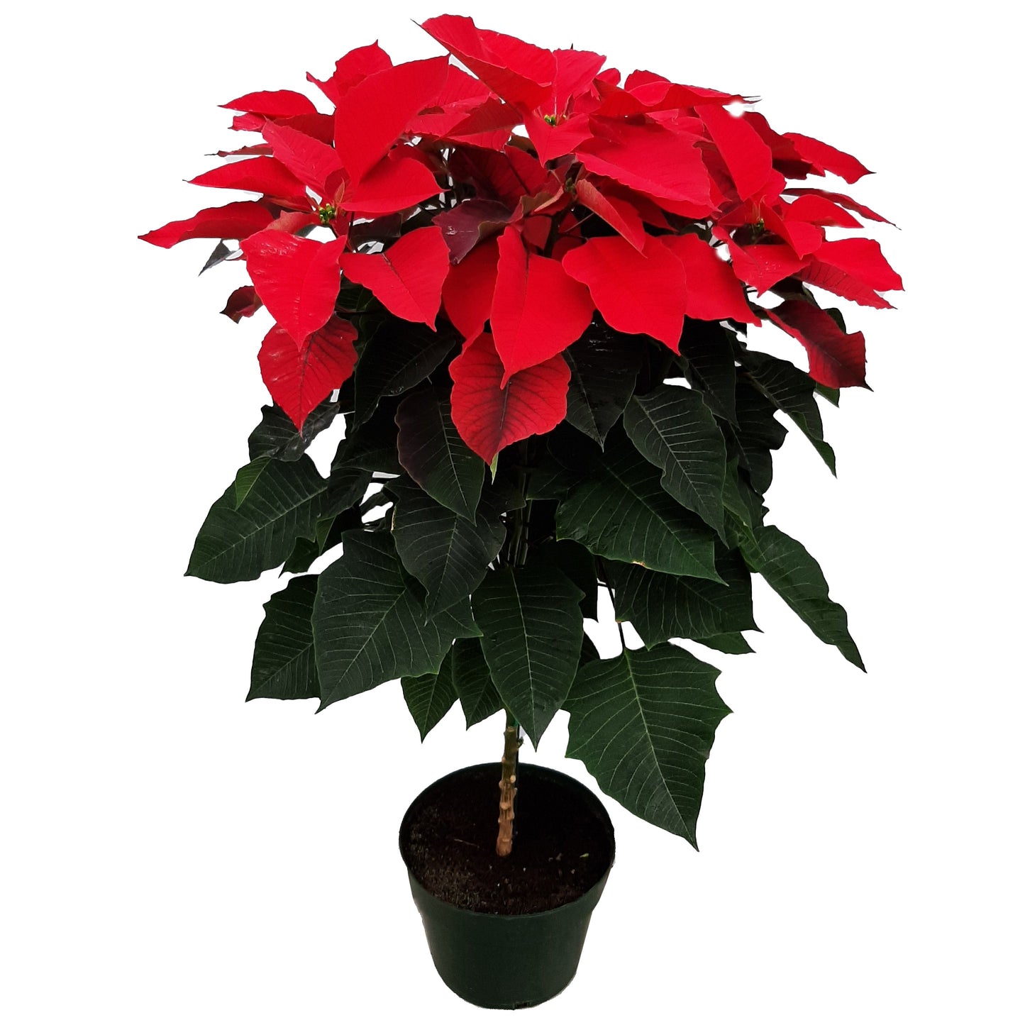 BLOOMS by H-E-B Potted Poinsettia Tree