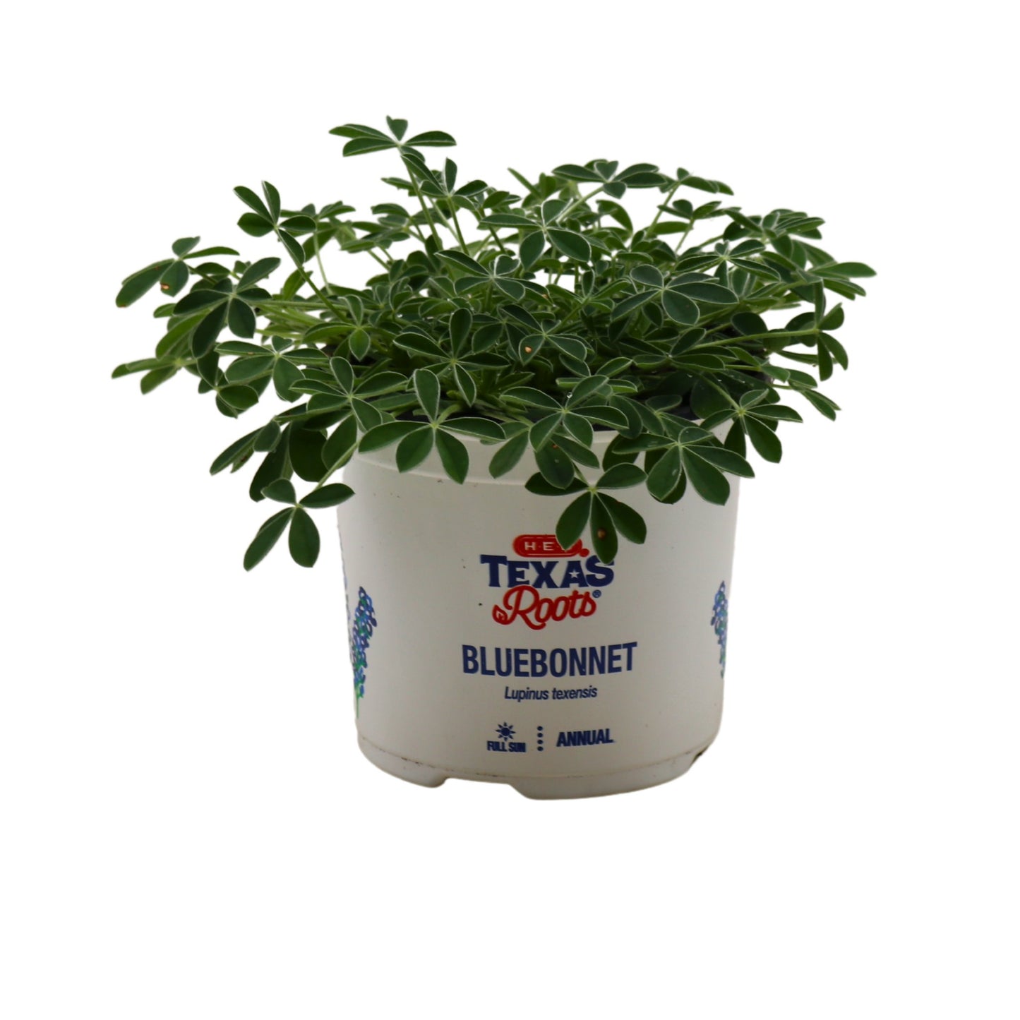 H-E-B Texas Roots Bluebonnets