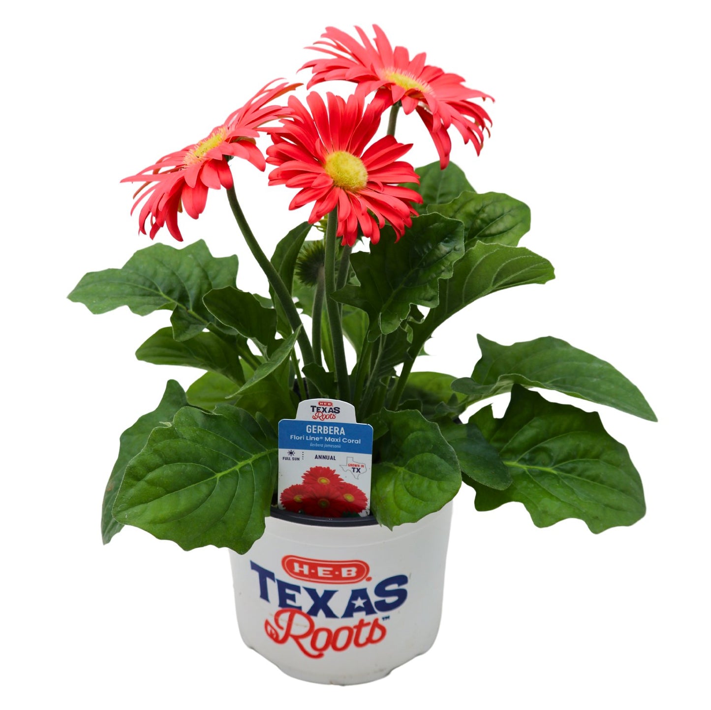 H-E-B Gerbera - Coral