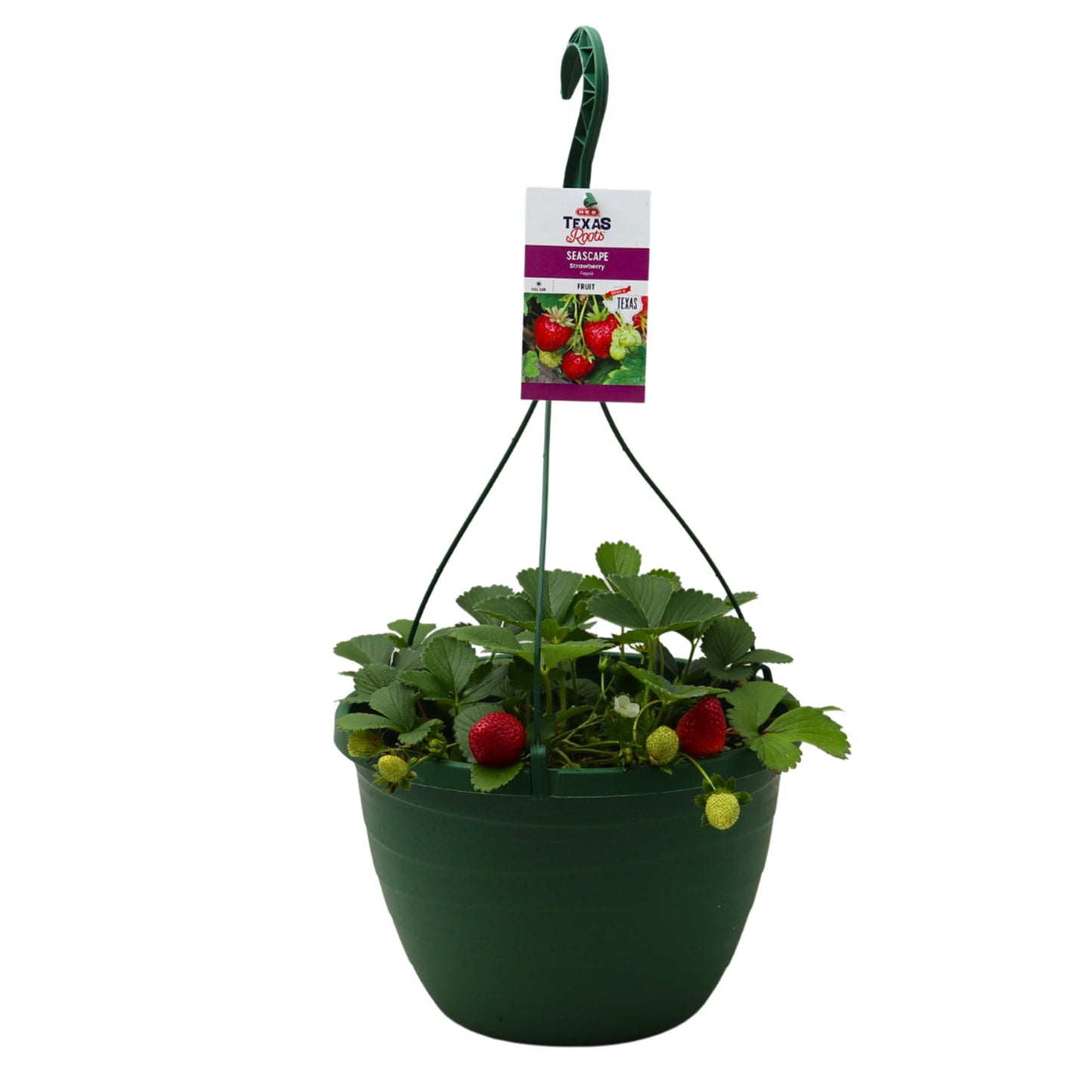 H-E-B Texas Roots Strawberry Seascape