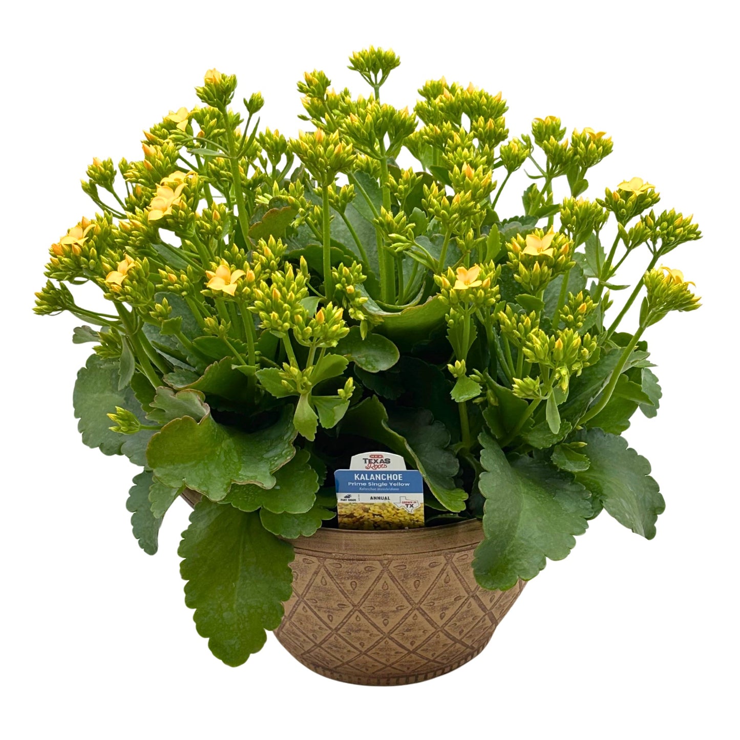 H-E-B Texas Roots Kalanchoe Bowl - Yellow