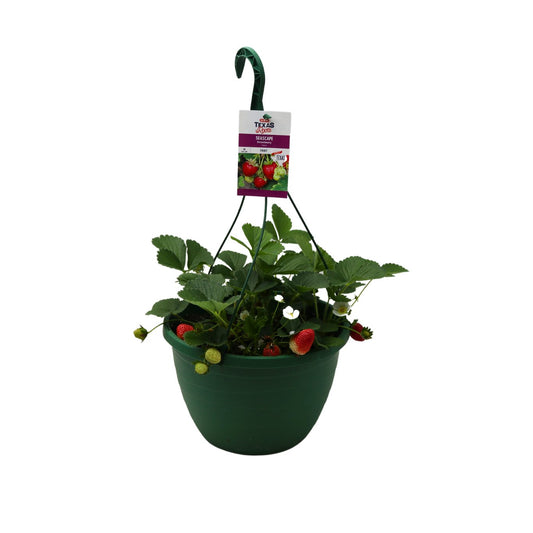 H-E-B Texas Roots Strawberry Seascape Basket