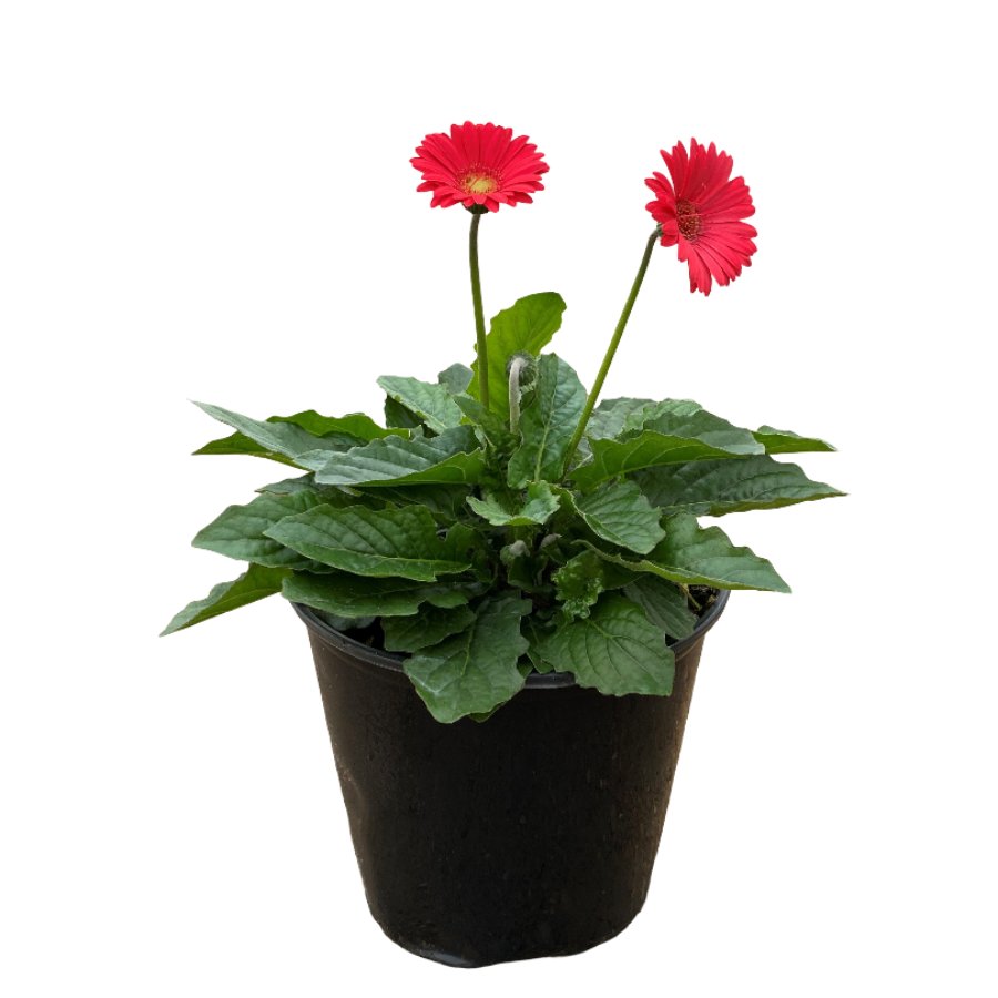 Live Goods Assorted Pink Gerber Daisy