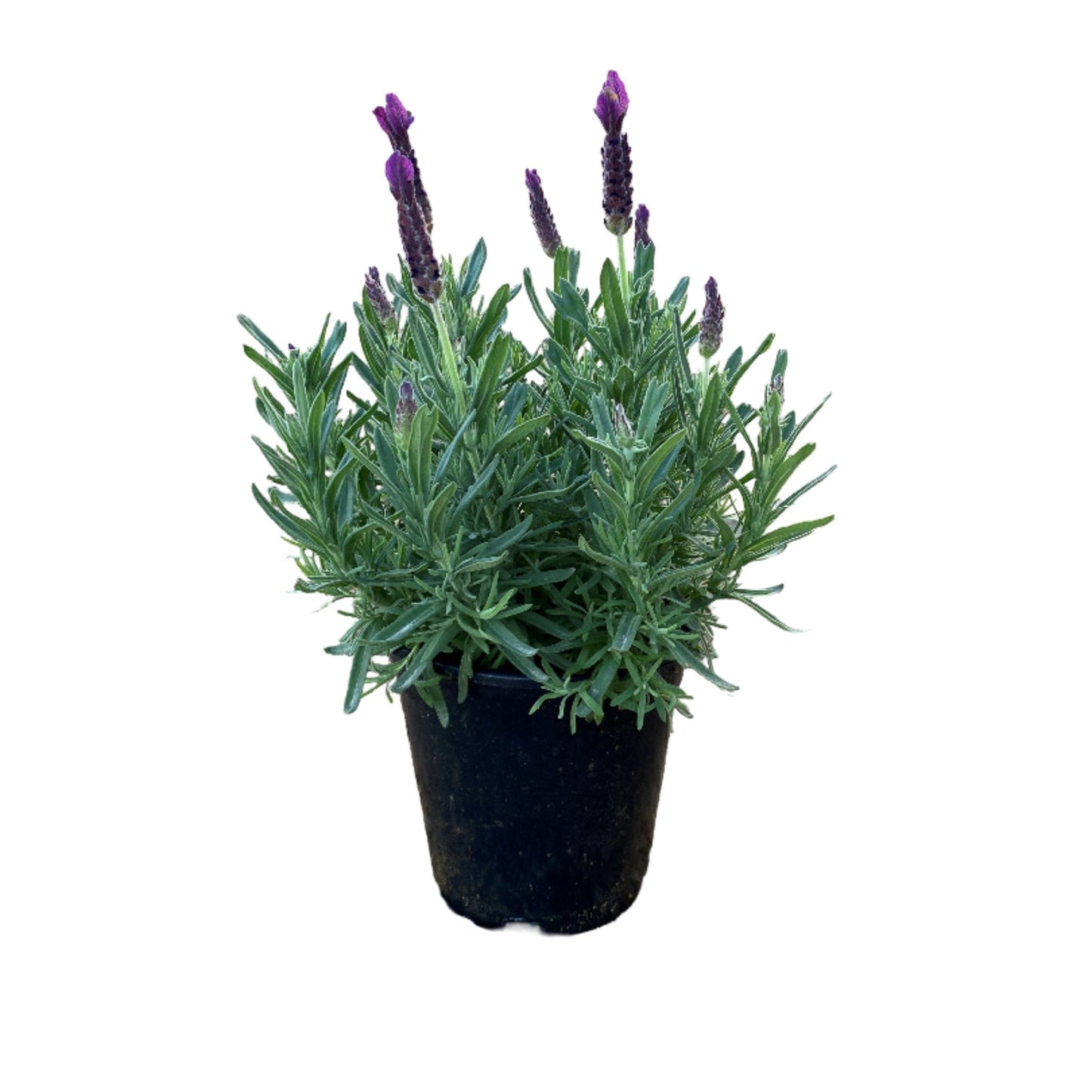 Primavera Lavender