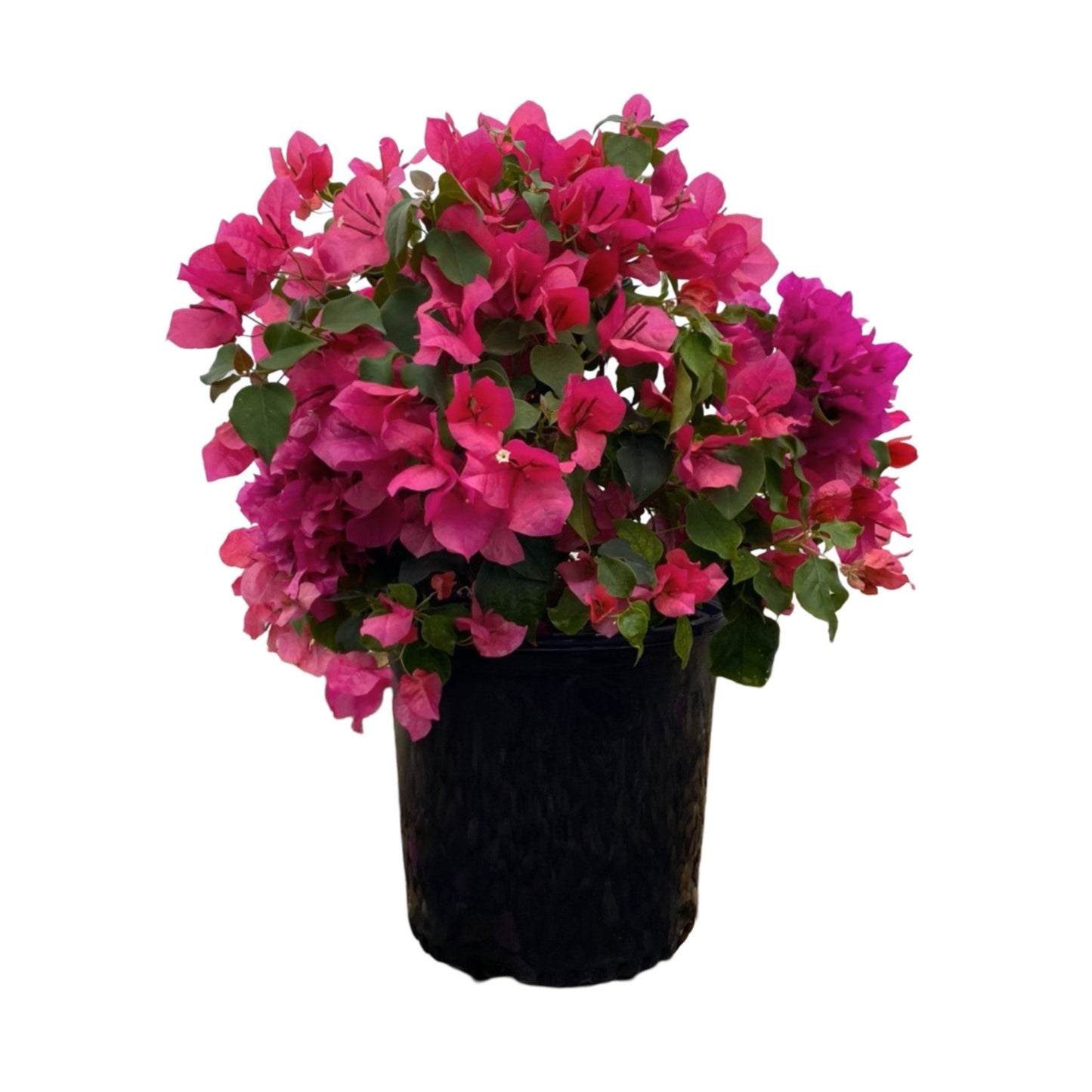 Greenleaf Nursery Vera Lynn Red Bougainvillea