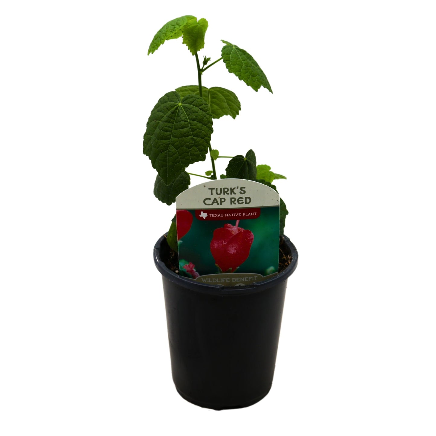 Spring Creek Growers Texas Native Turk’s Cap