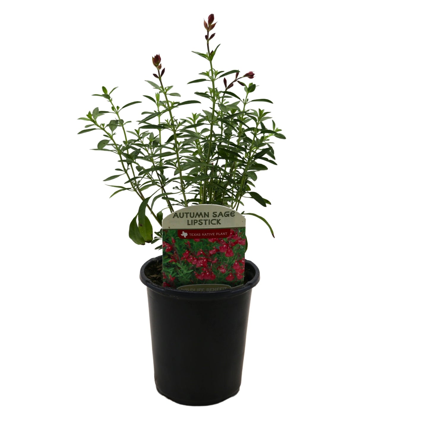 Spring Creek Growers Texas Native Autumn Sage Lipstick