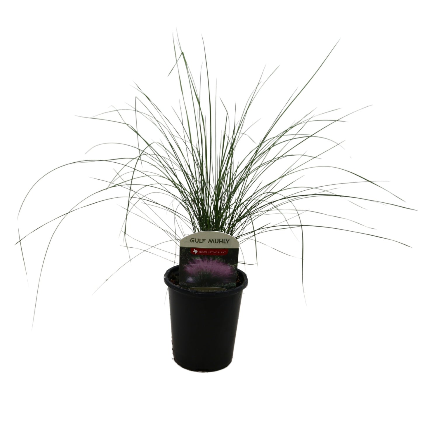 Spring Creek Growers Texas Native Gulf Muhly