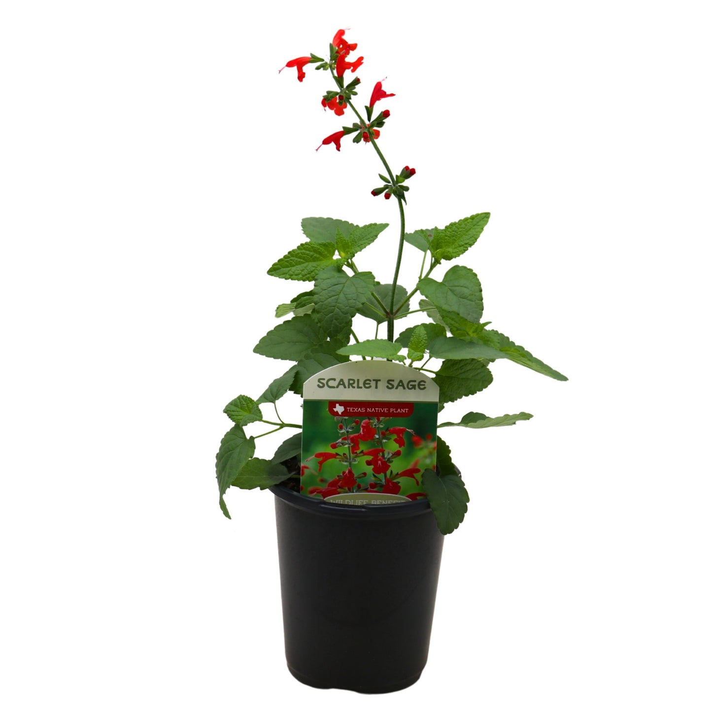 Spring Creek Growers Texas Native Scarlet Sage