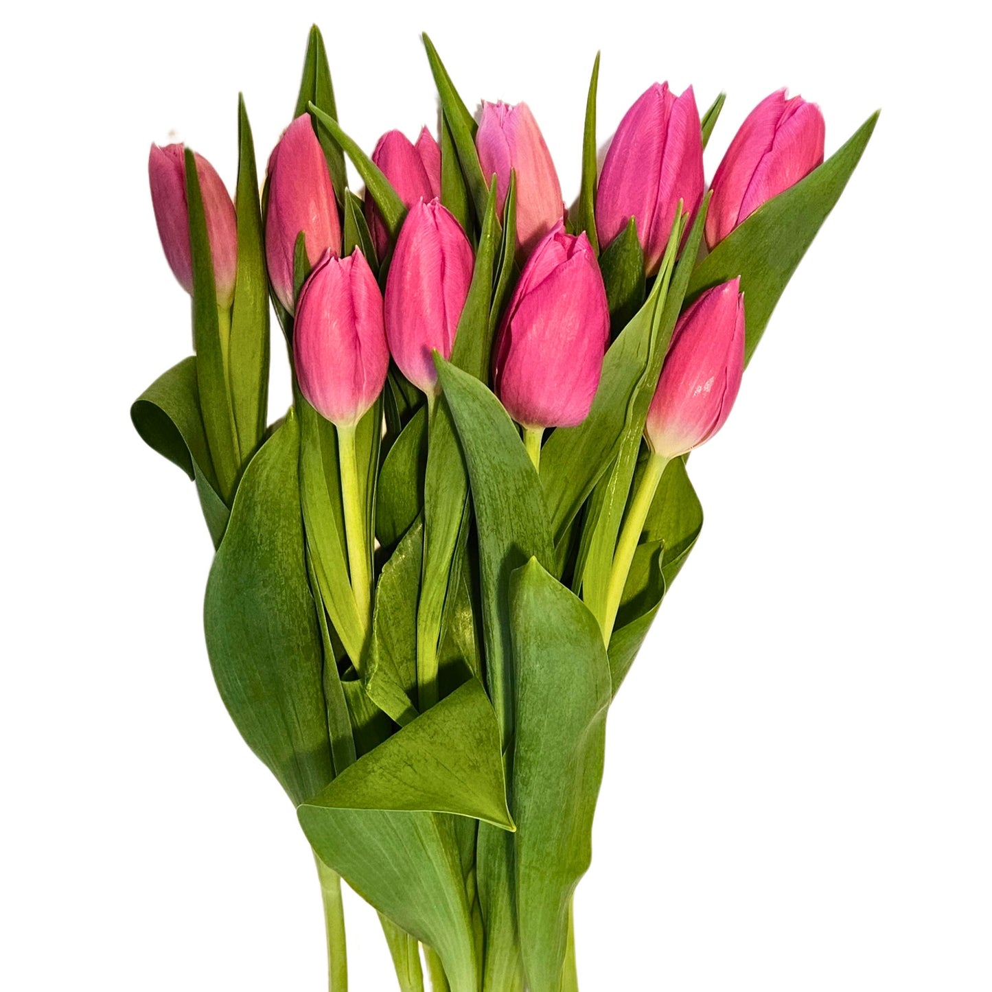 BLOOMS by H-E-B Tulips 10-Stem Bunch - Assorted