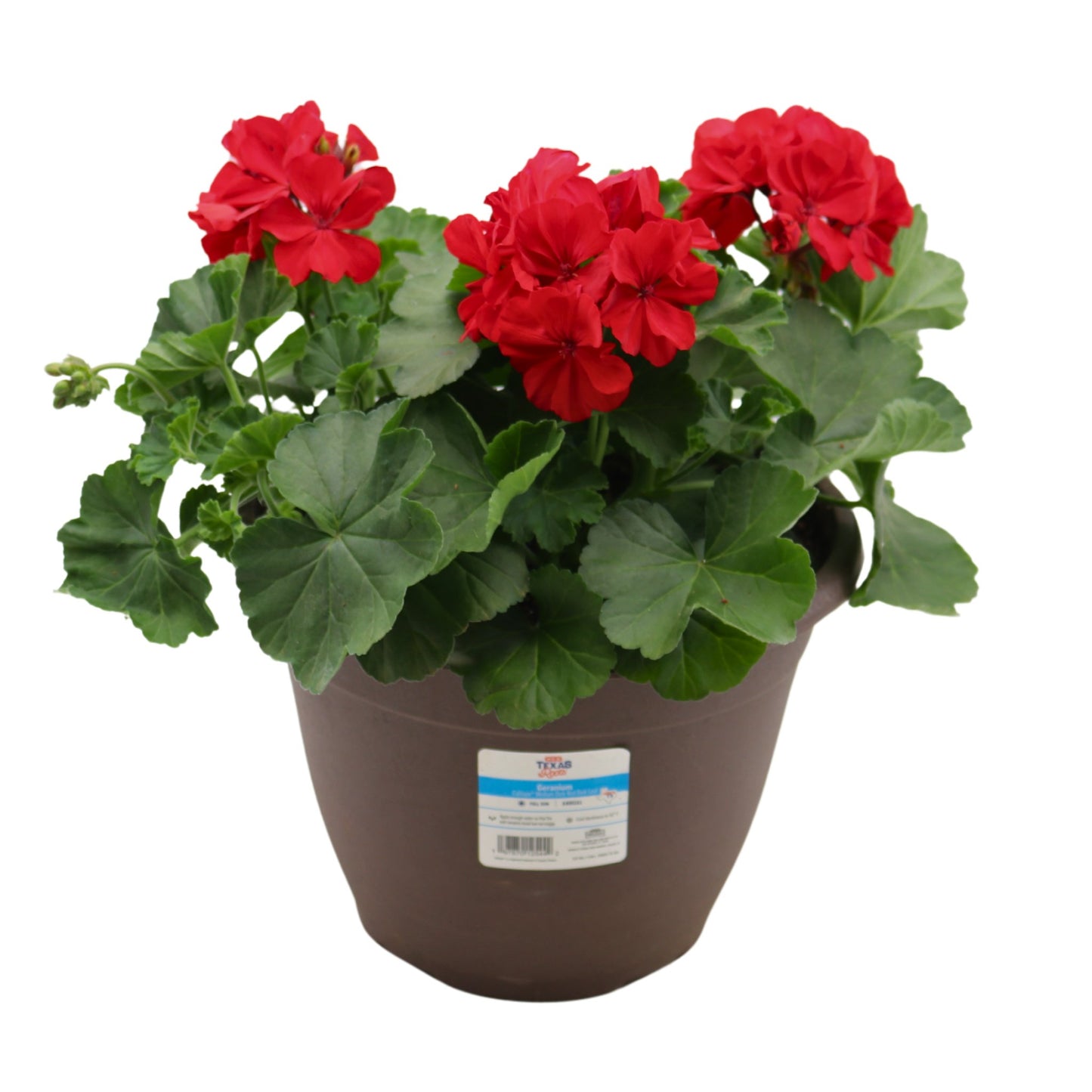 H-E-B Texas Roots Geranium - Dark Red