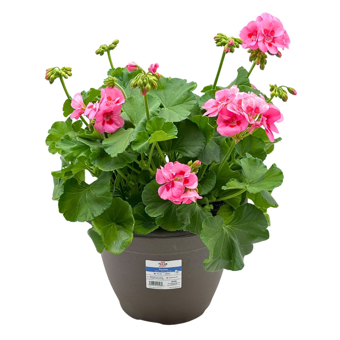 H-E-B Texas Roots Geranium - Pink Flame