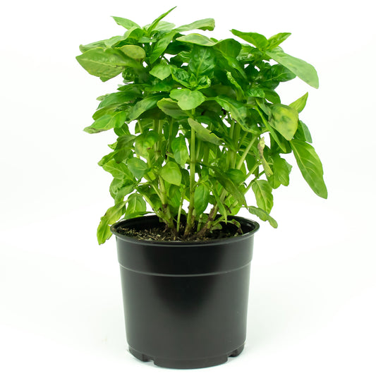 H-E-B Sweet Basil