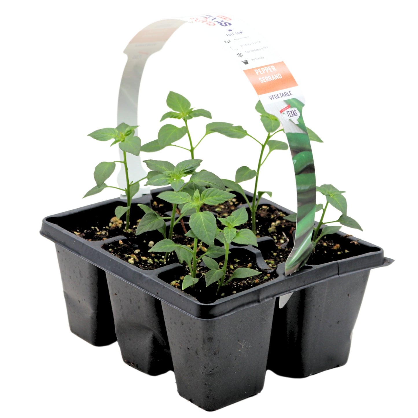 H-E-B Texas Roots Pepper Serrano Plant