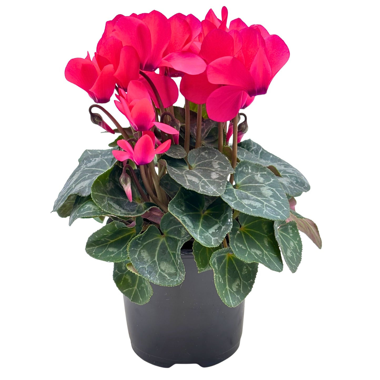 Spring Creek Growers Cyclamen - Neon Pink