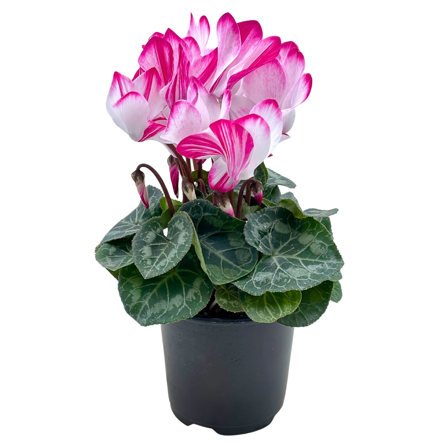 Spring Creek Growers Cyclamen - Magenta