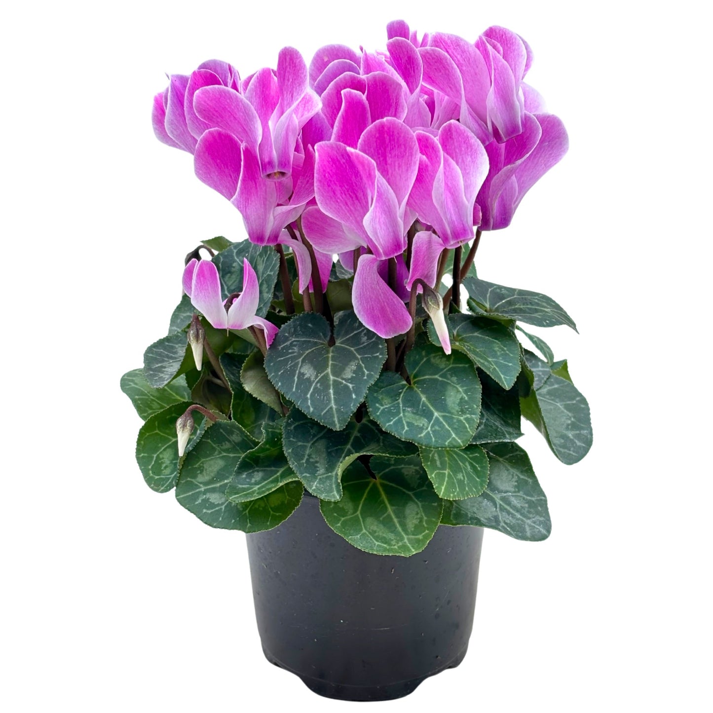 Spring Creek Growers Cyclamen - Violet Flamed