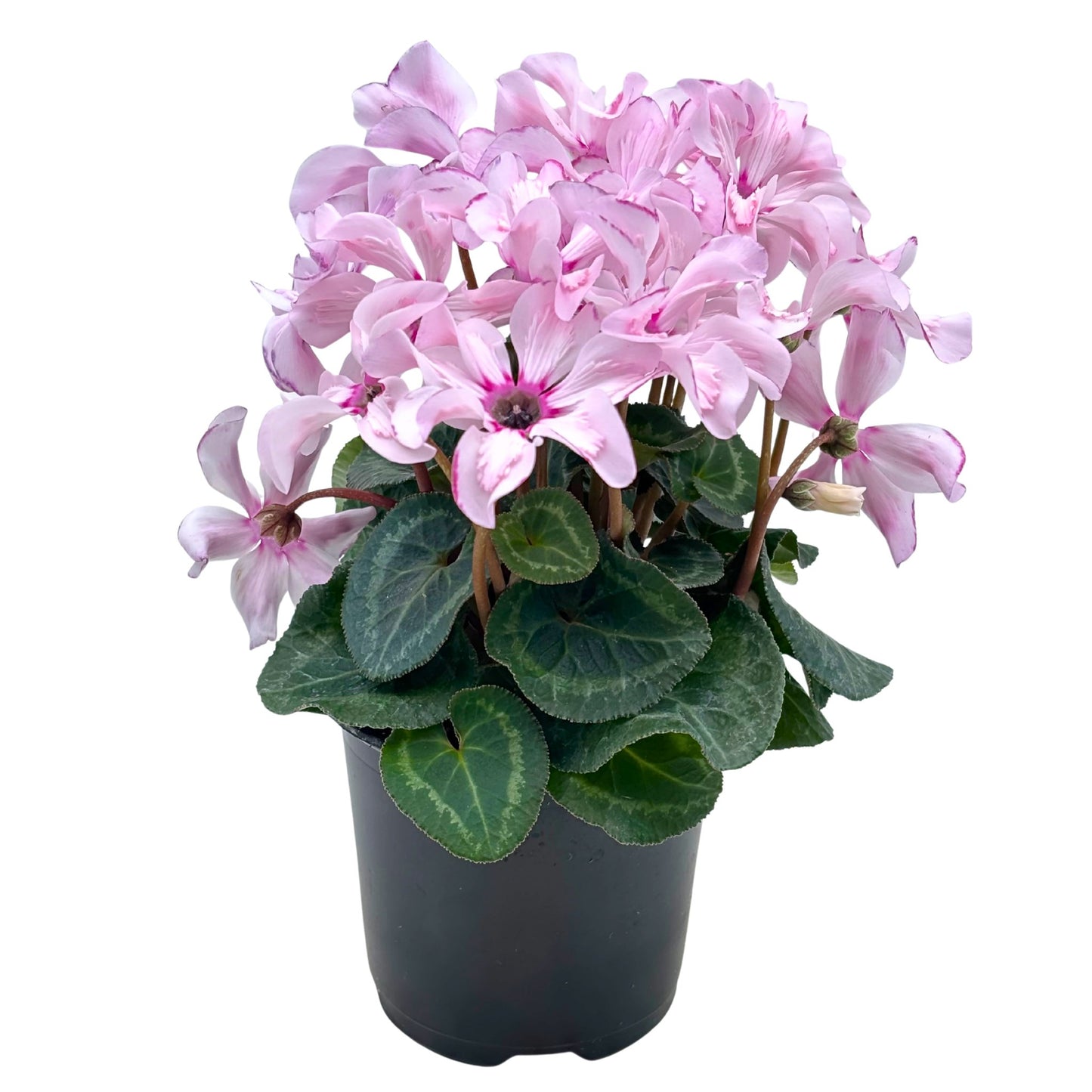 Spring Creek Growers Cyclamen - Light Pink with Eye