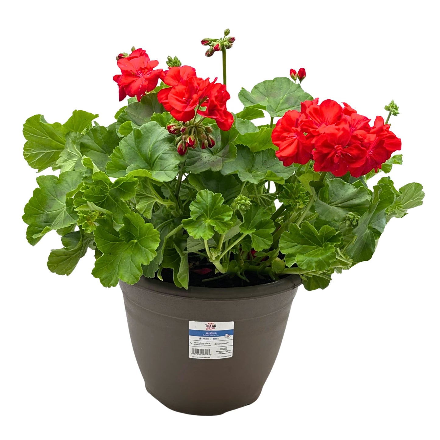 H-E-B Texas Roots Geranium Calliope Medium Red