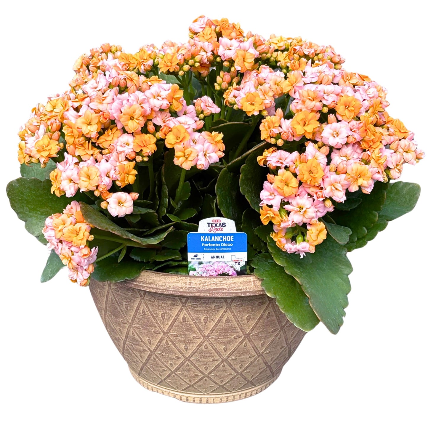 H-E-B Texas Roots Kalanchoe - Perfecta Disco