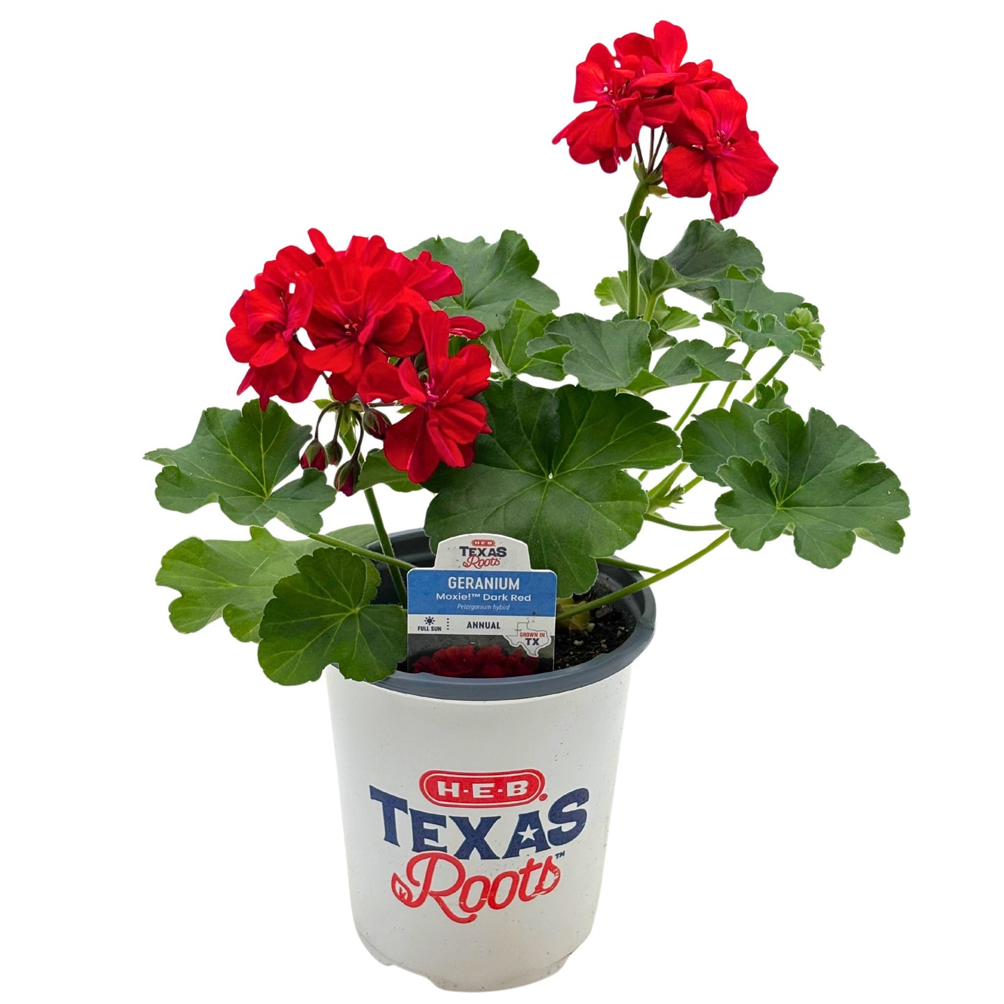 H-E-B Texas Roots Geranium - Moxie Dark Red