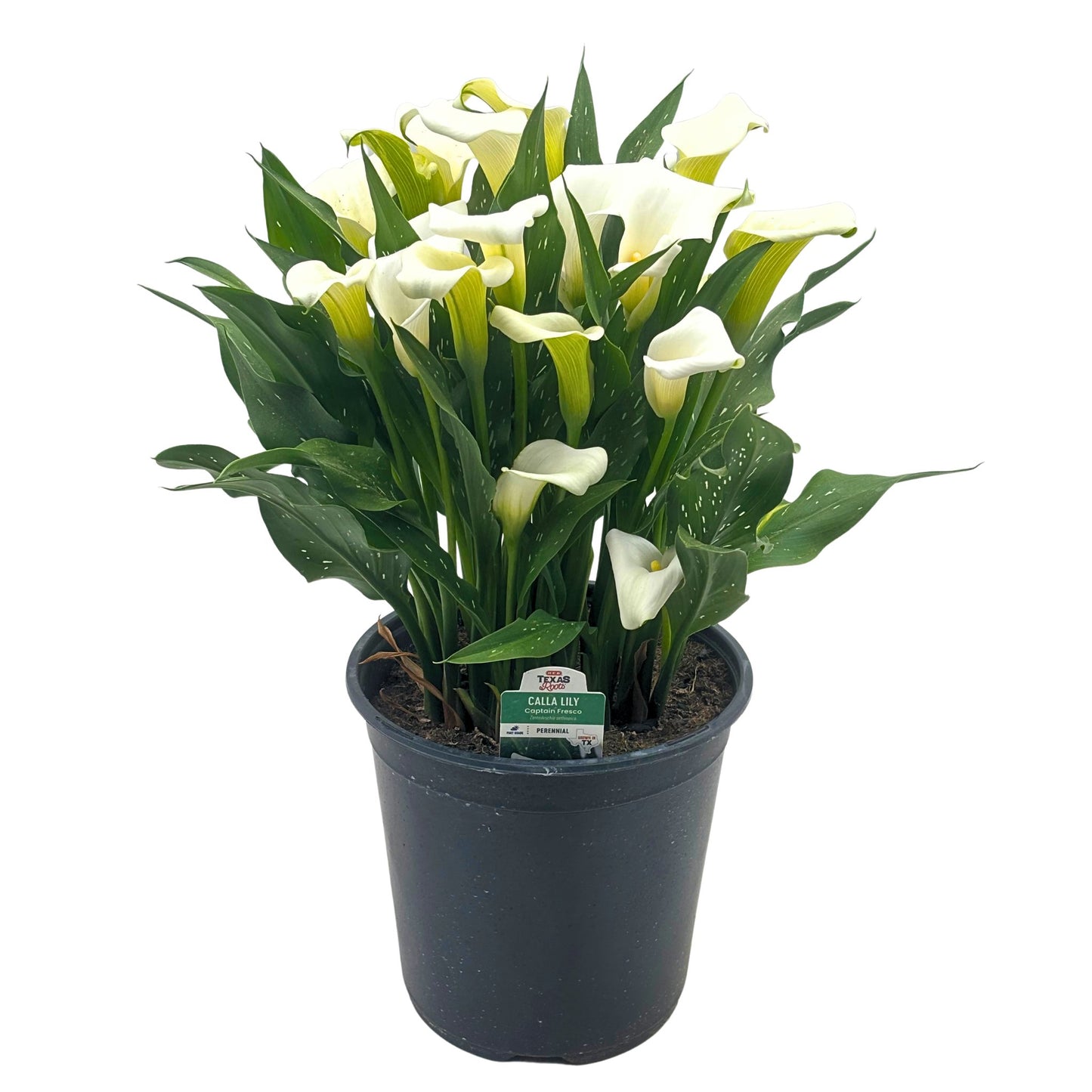 H-E-B Texas Roots Calla Lily - White
