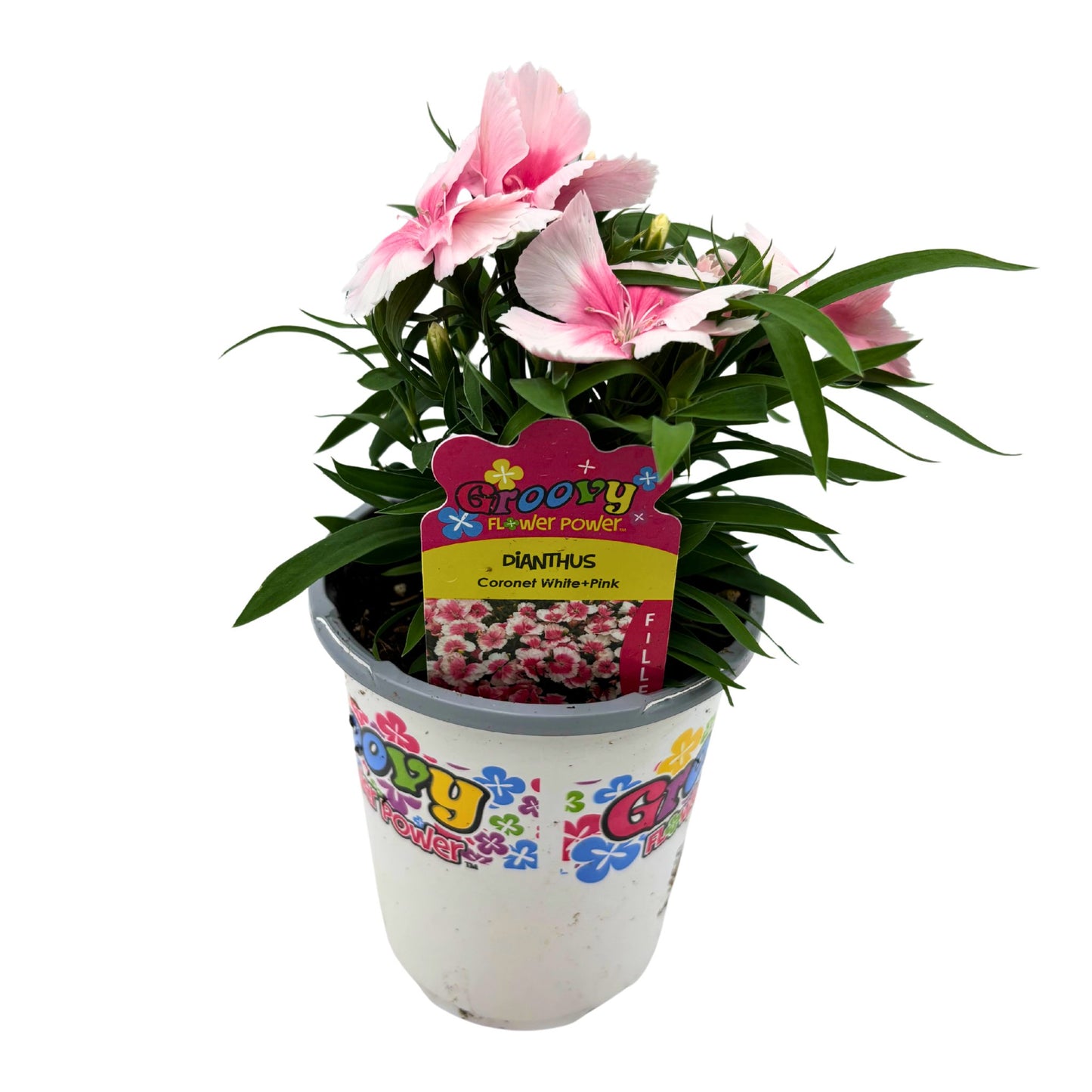 Groovy Flower Power Dianthus Coronet White & Pink