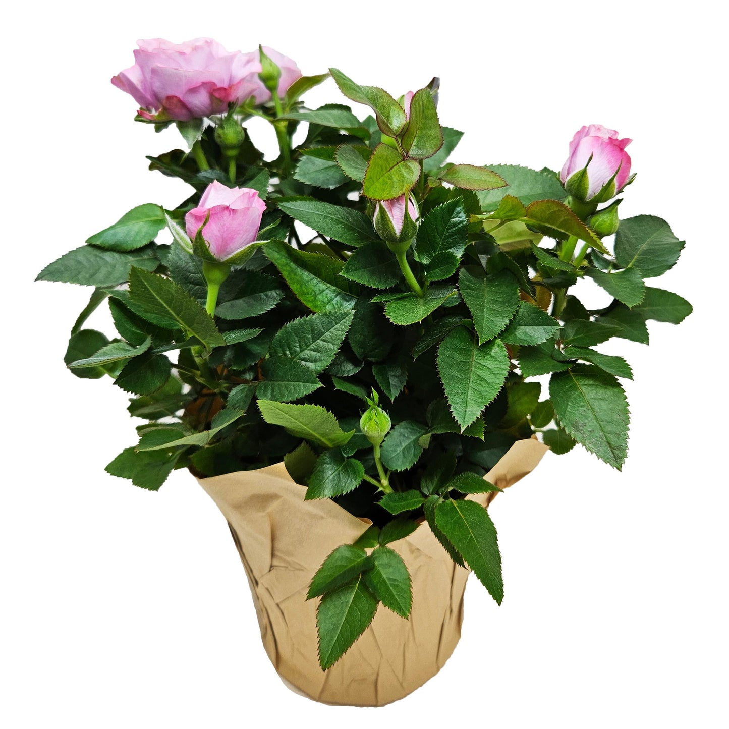 BLOOMS by H-E-B Potted Mini Roses Flowering Plant