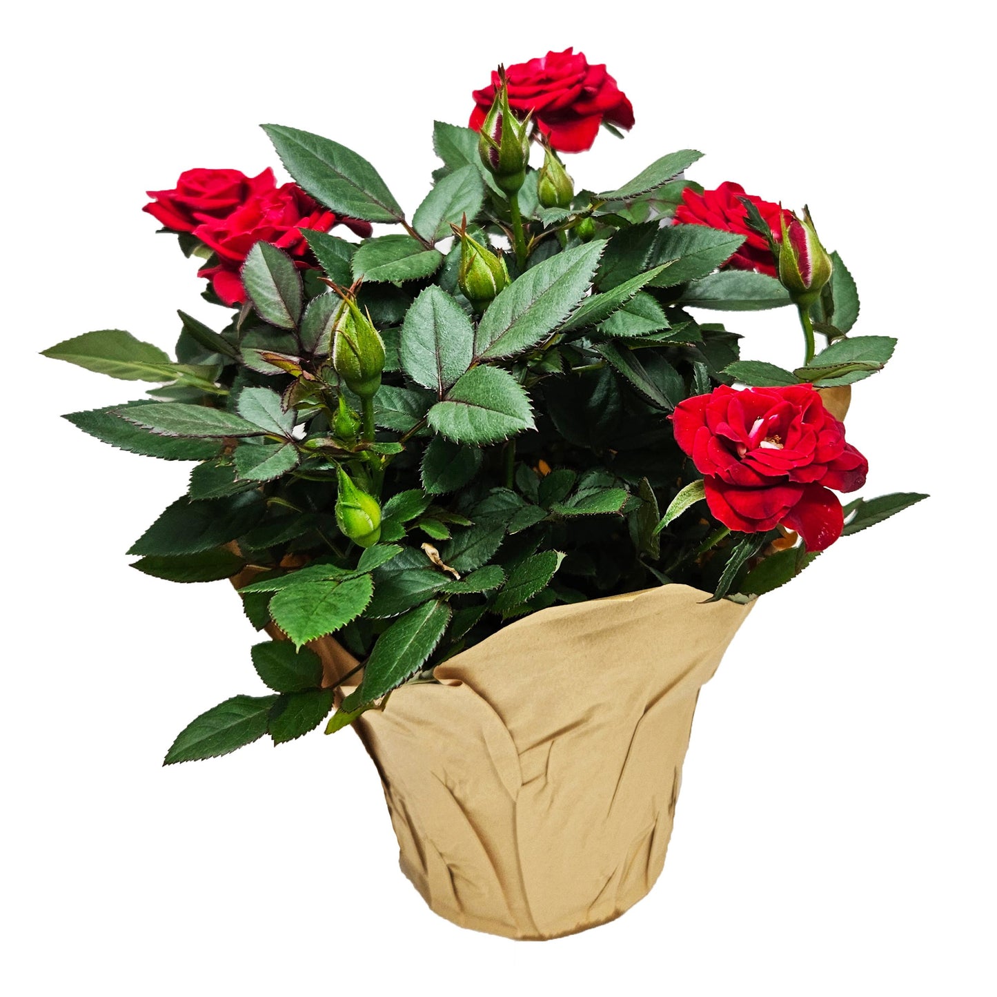 BLOOMS by H-E-B Potted Mini Roses Flowering Plant