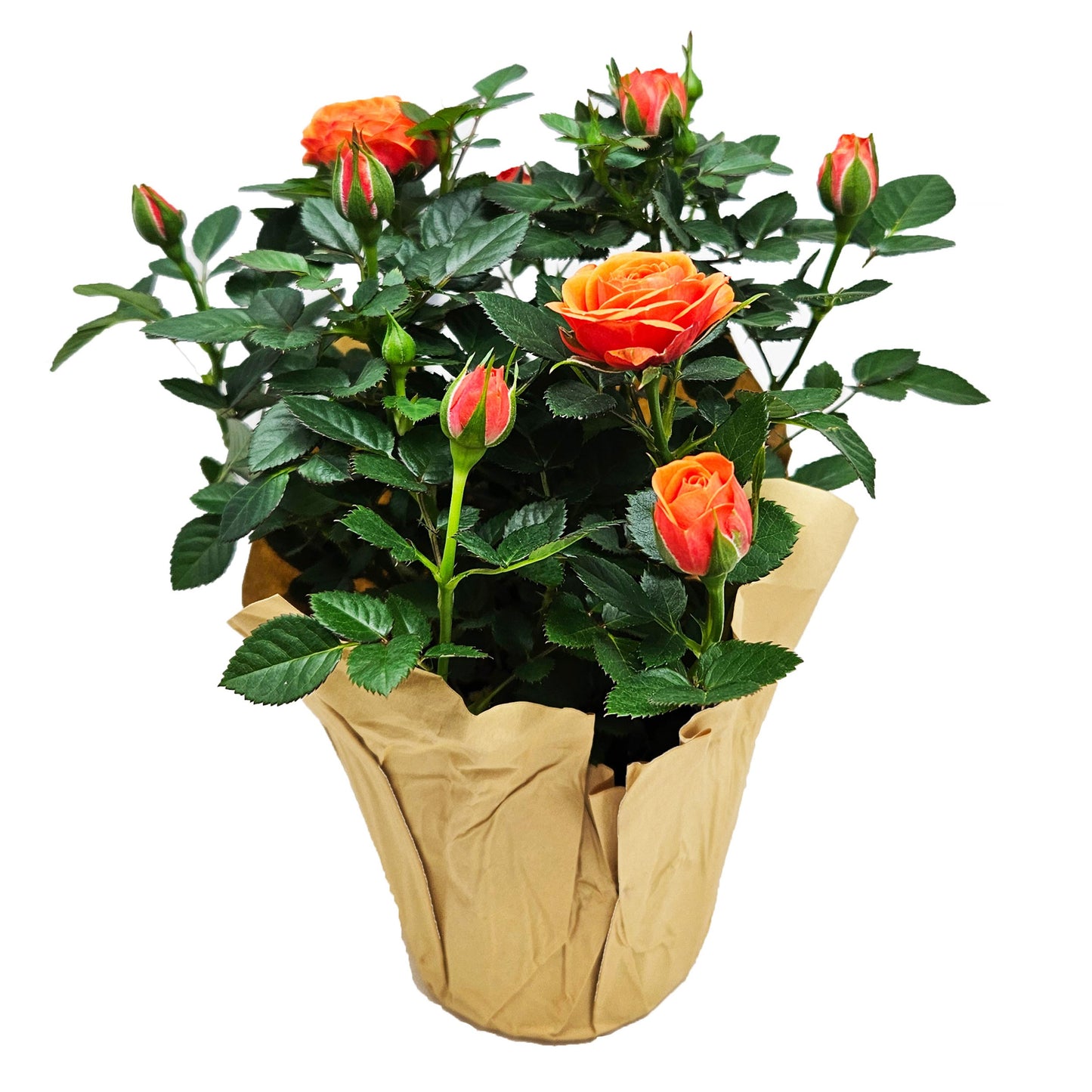 BLOOMS by H-E-B Potted Mini Roses Flowering Plant